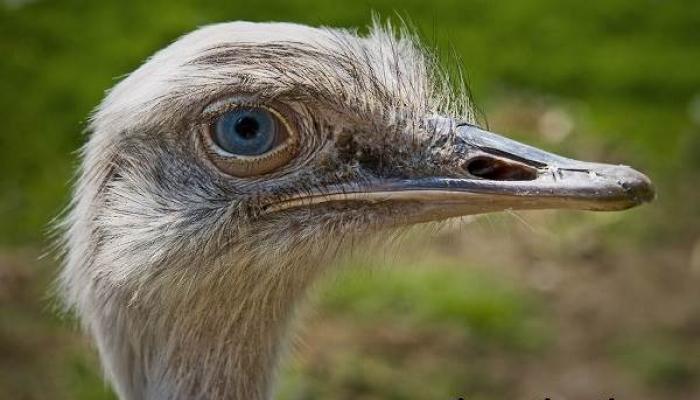 Описание и особенности страуса нанду Что за страус обитает в южной америке