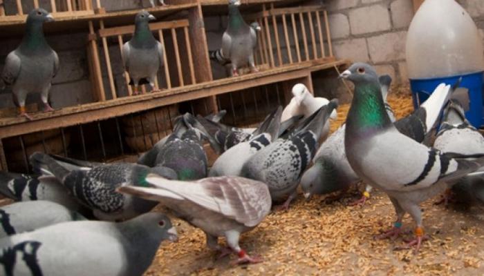 Особенности питания голубей в уличных и домашних условиях Можно ли кормить голубей рисом