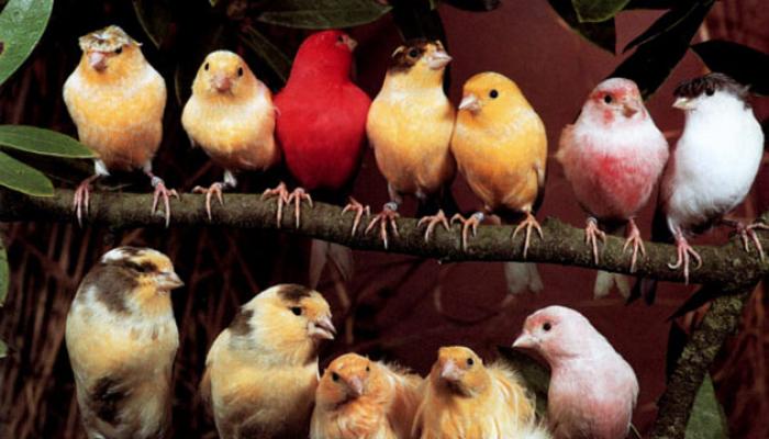 Домашняя канарейка: сколько живут канарейки, уход за птицей