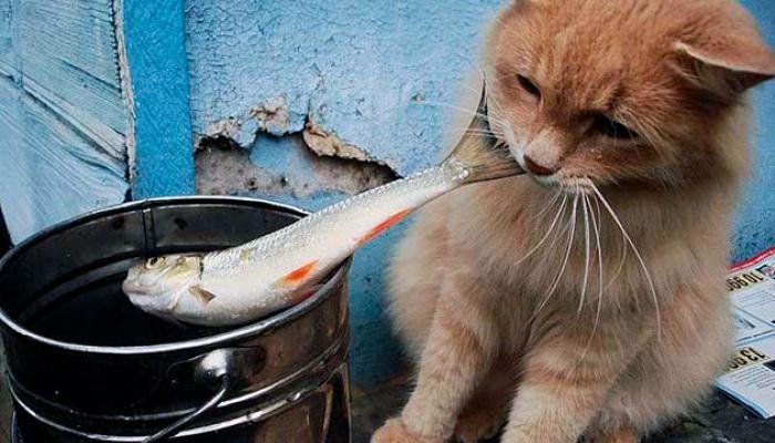 Какую рыбу можно давать кошкам и котам?