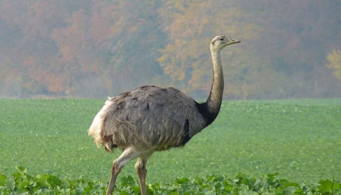 Описание и особенности страуса нанду