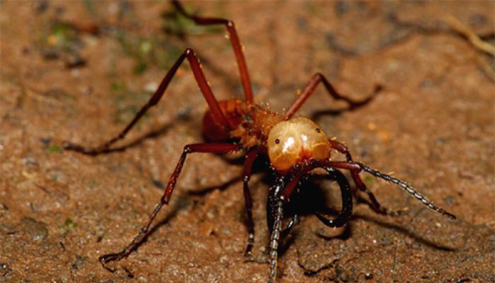 Кочевые муравьи: совершенные хищники и неутомимые путешественники Муравьи которые едят людей